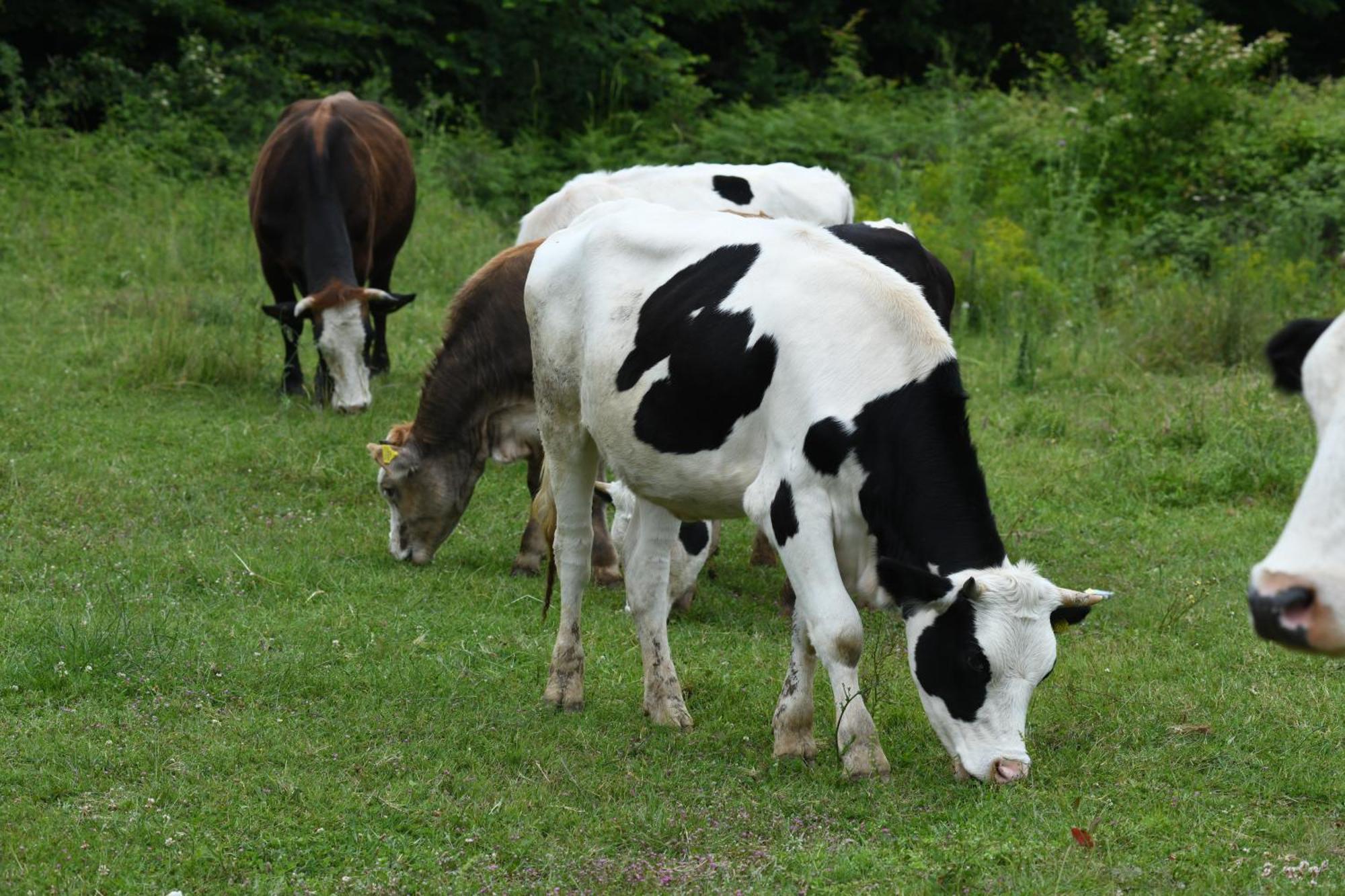 Narkoey Ecologic Hotel & Organic Farm Kocaeli Buitenkant foto