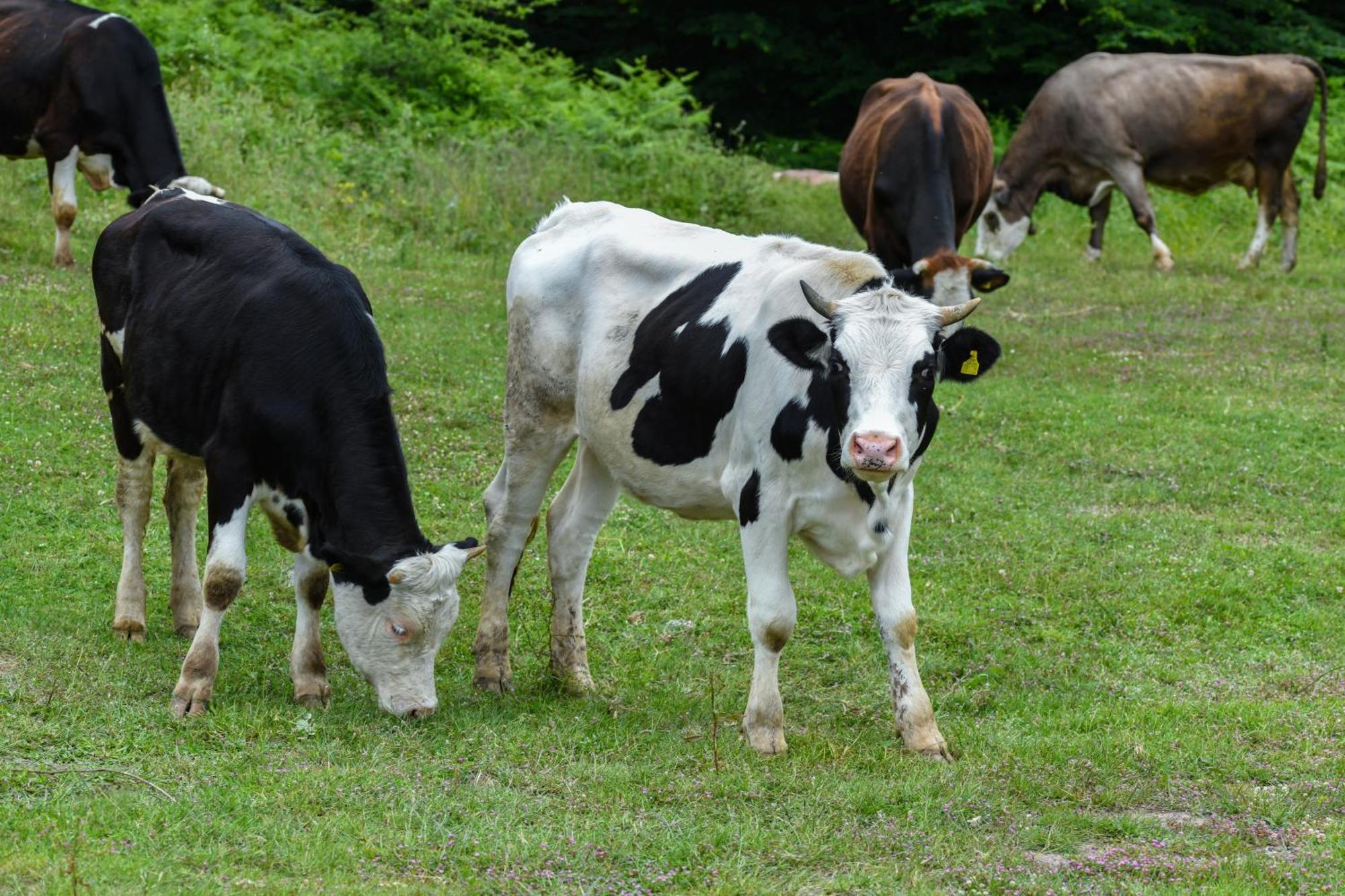 Narkoey Ecologic Hotel & Organic Farm Kocaeli Buitenkant foto