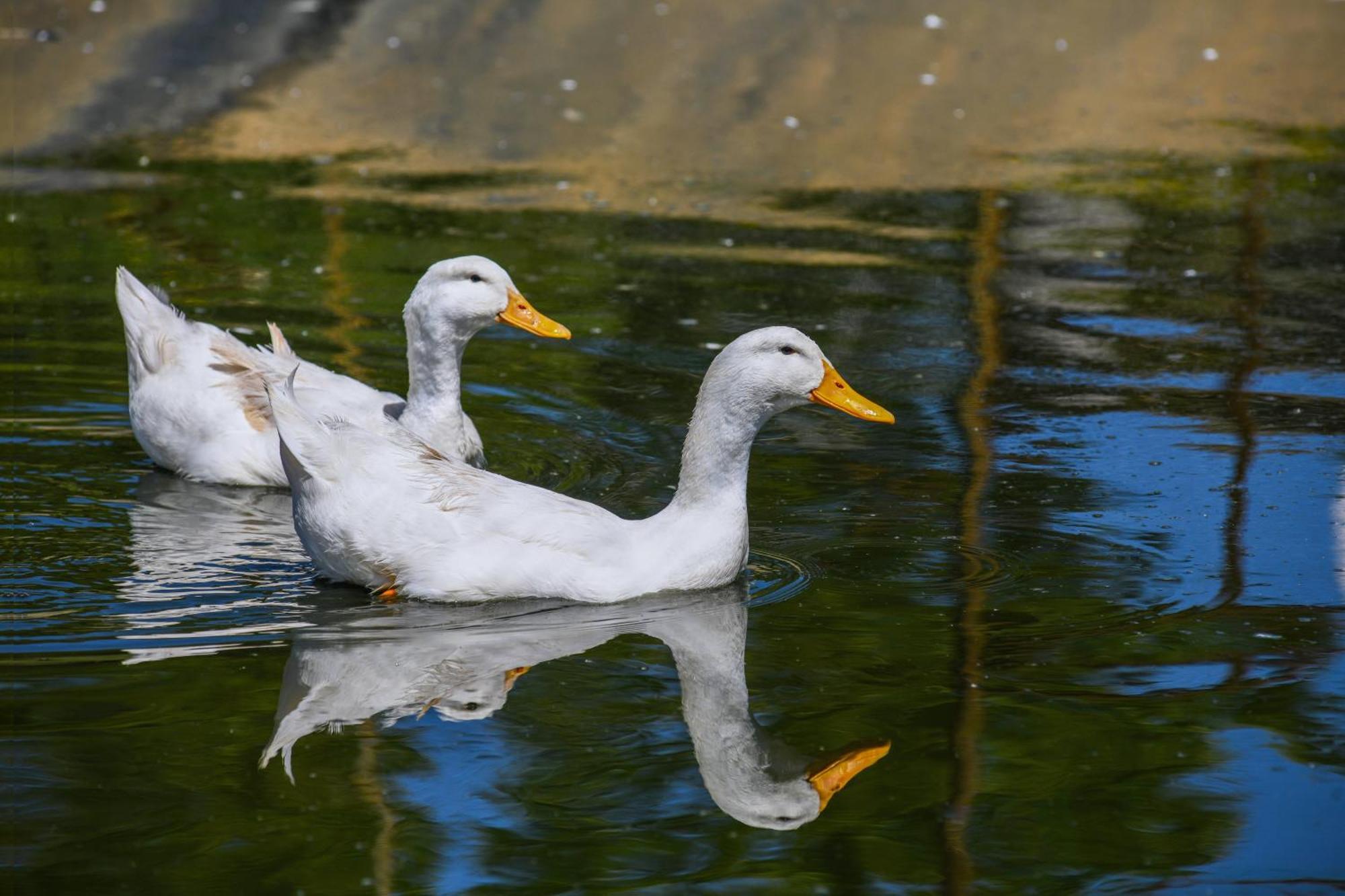 Narkoey Ecologic Hotel & Organic Farm Kocaeli Buitenkant foto